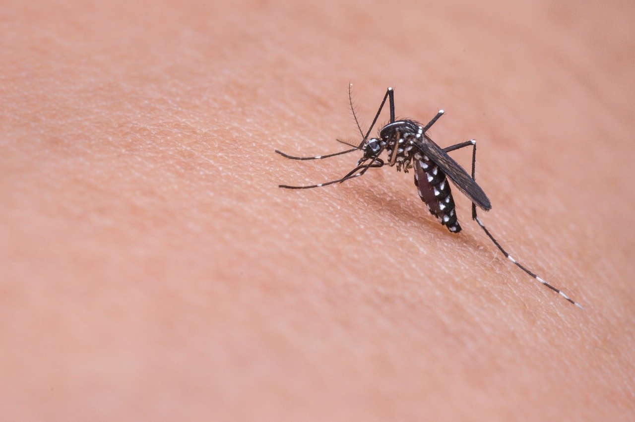 Close-up of a mosquito on skin